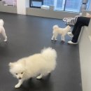 개캉스 살롱 이미지