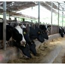 억만목장 이미지