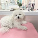 해피펫살롱 이미지