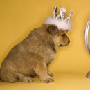 거울보는 강아지 이미지