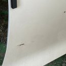 펫앤쿡(pet & cook) | 창원 손세차 카앤쿡 창원점 완벽한 실내 반려견 털제거