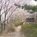 @ 도심 속에 이런 곳이? 봄꽃이 아른거리는 부산 도심 속의 상큼한 뒷동산 ~~~ 배산 (진달래밭, 배산성지) 이미지