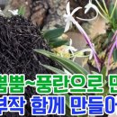 (SUB) 멋짐뿜뿜~풍란 석곡 서양란 초간단 목부 굴피 해고부작 만들어요! 이미지