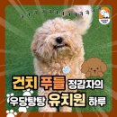 쉐이크테일 강아지 애견 유치원 호텔 미용 이미지