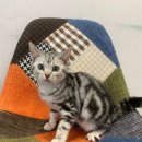 더케이펫 강아지분양 이미지