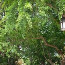 심봤다민박 | 외암민속마을 여름민박 가능, 무료주차장 있는 충남 아산 가볼만한 곳