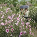 ◆(사진)봉은사 연꽃 & ◆서울식물원 무궁화 이미지
