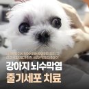 영국동물병원 | 강아지 뇌수막염 줄기세포 치료, 다시 잘 걷기 시작한 까꿍이, 줄기세포 전문 동물병원, 애니컴메디컬센터