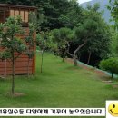 평사(여) 이미지