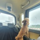 안녕펫택시 이미지