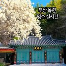 성암공원 | 부산 목련 명소 성암사 사찰 포토 스팟 주차장