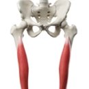 트로이짐 이미지