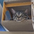 참사랑속셈학원 | 1-4 사랑도 통역이 되나요?