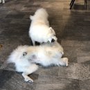 아이러브퍼피 이미지