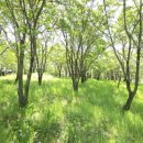 교항1리 이미지