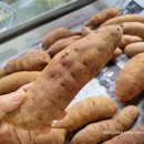 아어가지 이미지