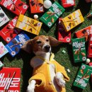 놀러오개 애견유치원 애견호텔 운정신도시점 이미지