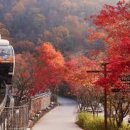 이마트24 신월양강점 | 화담숲 단풍축제 사전 예약 방법 프로그램 일정 모노레일 성공 후기 꿀팁