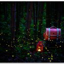 숲에 머물다 이미지