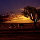 초원의 빛 이미지