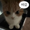 4 | 스위치온 다이어트 4주차 후기[-5.0kg]