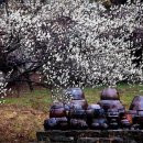 매화1길 이미지