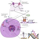 Re: bone pain(골막, 골수에 통각 수용기) 이미지