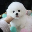 호야펫 구리점 이미지