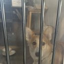 용현동]🐶🐾애견동반이 가능한 인하대 인근 브런치카페 📍시에스타 커피하우스 N번째 방문 💸내돈내산 후기