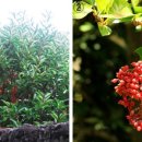 식물이야기 이미지