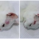 짱구네 동물병원 이미지