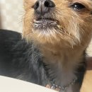 오늘뭐멍냥 이미지