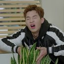 산세베리아농원