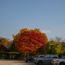 서천사거리(경희대 앞) | [공지] 수원 가볼만한곳 단풍명소 경희대 국제캠퍼스 실시간 가을 데이트