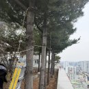 안정로13번길 | 평택 옥상 나무절단 벌목 전문업체