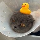 신사숙묘 이미지