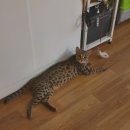 부산뱅갈하우스 이미지