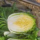 [판매완료]🥬김장용 배추 주문받아요🥬 이미지