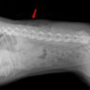 보현동물병원 이미지