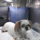 금빛동물병원 이미지