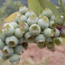 풍촌농장 이미지