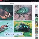 21 What Is An Insect? 이미지