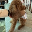 젠틀펫 | 대구 애견유치원 추천 노견도 안심하고 보내는 젠틀펫