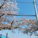 통영터널로가로수 이미지