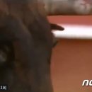 펫톡 뉴스1
