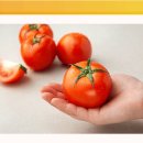 친환경 토마토 이미지