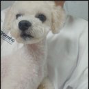 도그도감 | 남양주 애견 미용 도그도감 이용후기 [유기견 입양]