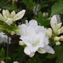 삼육고등학교 이미지