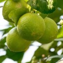 에이플란트치과의원 이미지