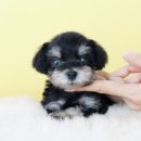 퍼피당강아지 안산본점 이미지